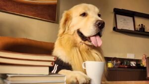 Itgen shares How to check your pet’s health and prevent common diseases？