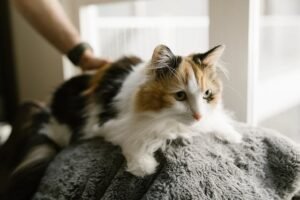 Cats adapted their fur to the climate of the regions they settled in