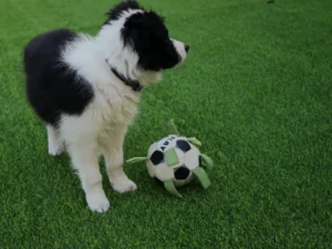 rapid test for new puppy