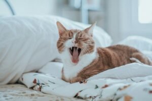 An aging cat yawning.