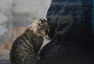 Feline Panleucopenia Virus Antigen Rapid Test1