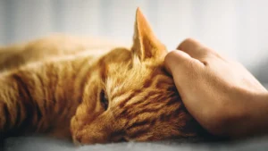 How long will a cat live with feline leukemia?