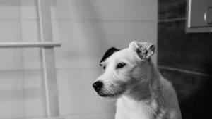 Preventing and Treating Giardiasis in Dogs