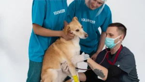 Is there a test for canine influenza?