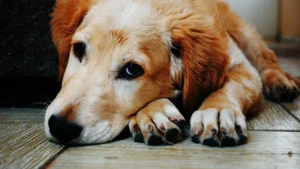 The main cause of canine parvovirus