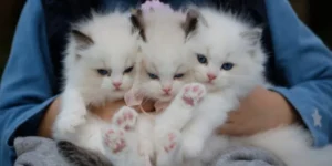 Multiple cats interacting in a shelter environment showing close contact