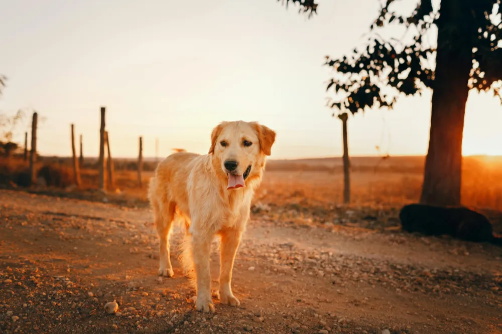 a dog in sunset