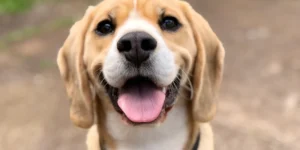a happy dog