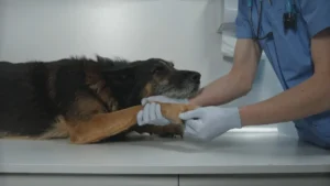 How do you diagnose parainfluenza in dogs?