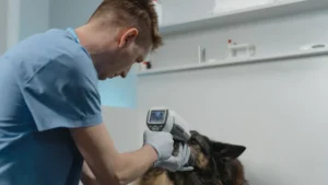 How to Accurately Detect Canine Distemper with Rapid Test Kits