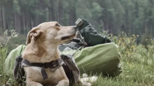 How accurate is a fecal occult blood test?