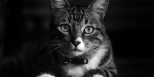 What tests can confirm pancreatitis?