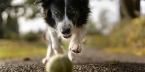 a dog play ball