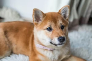 a Shiba Inu