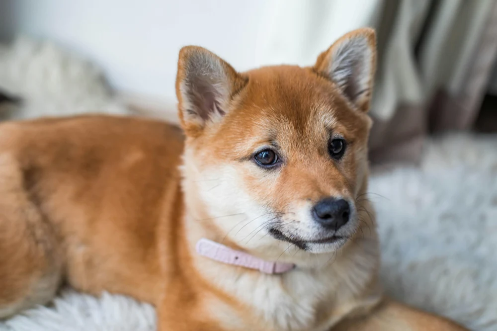 a Shiba Inu