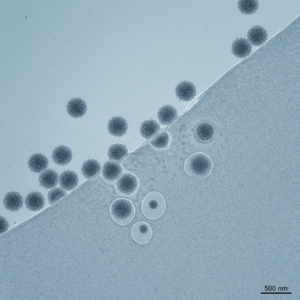 How does canine distemper virus work