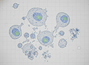 Is canine distemper virus lysic or lysogenic