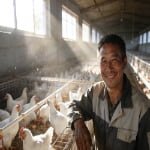 Can hummingbird feeders spread avian disease?