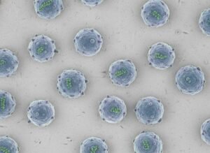 What is canine distemper virus