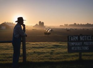 How many dairy workers have been affected by the avian flu?