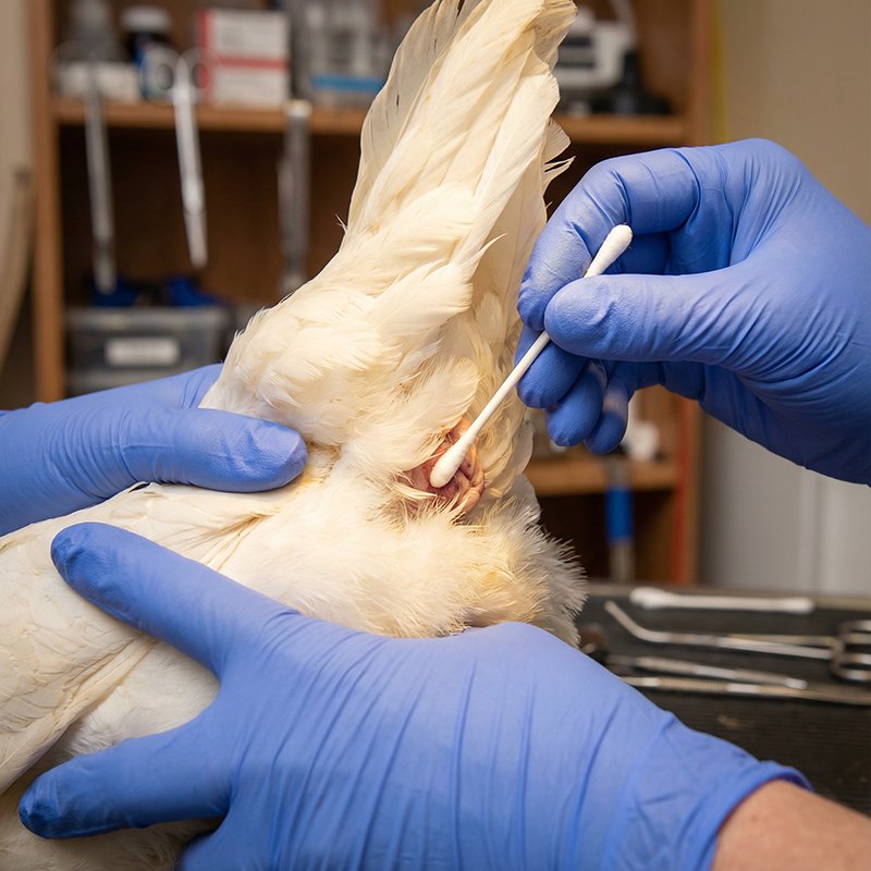 SaberVet Avian Influenza Virus H9 Antigen Rapid Test