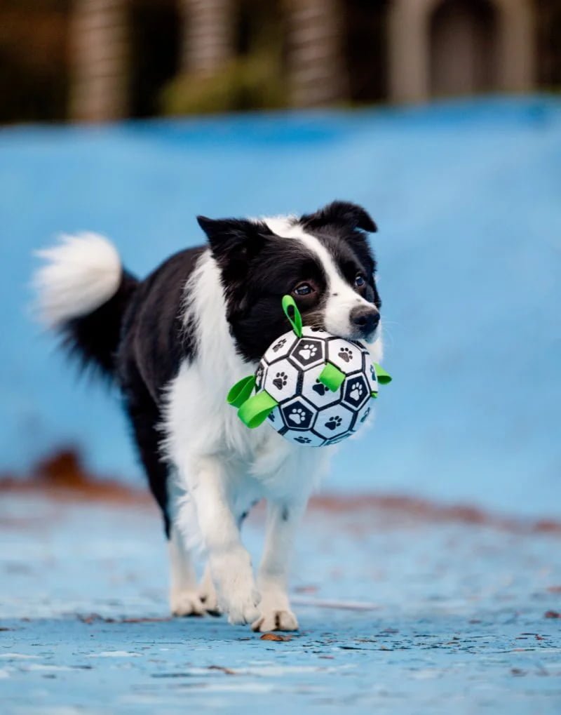 Founder with Labrador