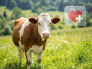 Benefits of non-invasive early pregnancy test for cattle welfare.