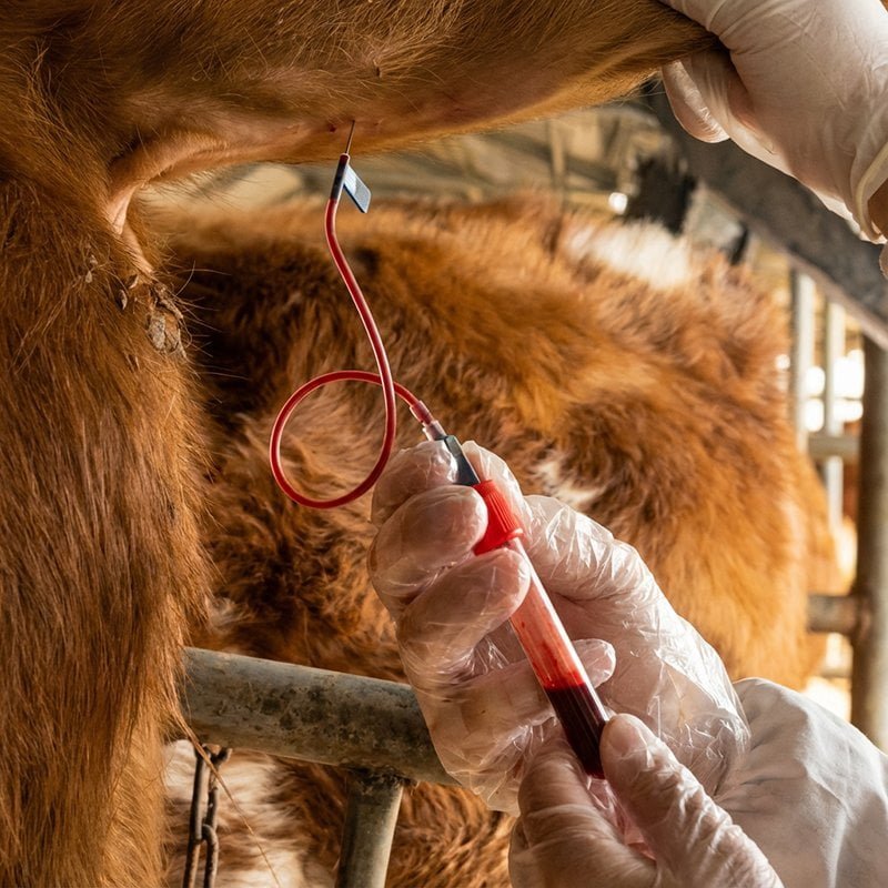 Cow tail vein blood collection