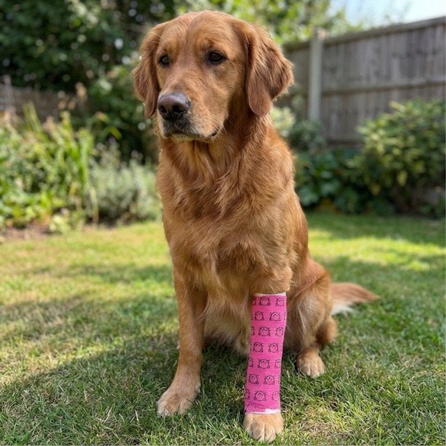 ITGen Standard  Self-Adhesive Bandage