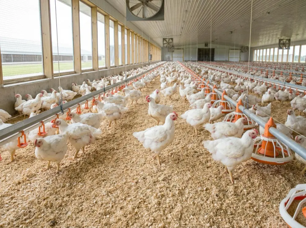 clean chicken farm