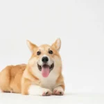 Canine Parainfluenza Virus Assay 2026 Early Detection Breakthrough