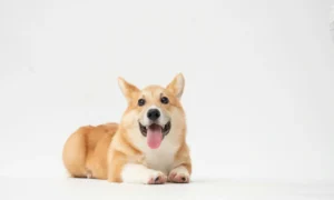 Canine Parainfluenza Virus Assay 2026 Early Detection Breakthrough