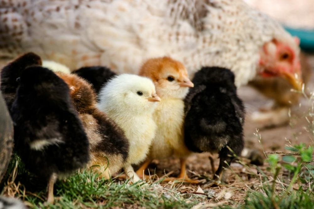 chick