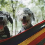 Comparing SaberVet Canine Parainfluenza Virus Antigen Rapid Test with Traditional Diagnostic Methods