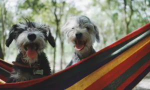 Comparing SaberVet Canine Parainfluenza Virus Antigen Rapid Test with Traditional Diagnostic Methods