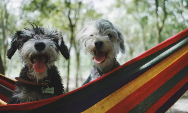 Comparing SaberVet Canine Parainfluenza Virus Antigen Rapid Test with Traditional Diagnostic Methods