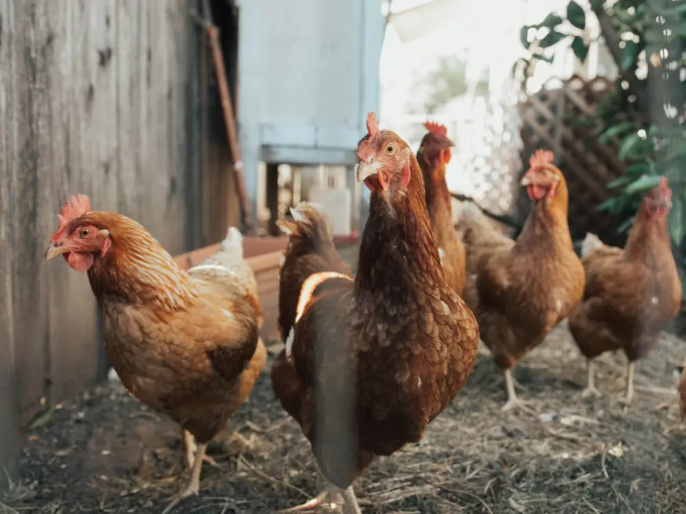 5 chicken - Sabervet ITGen poultry diagnostics