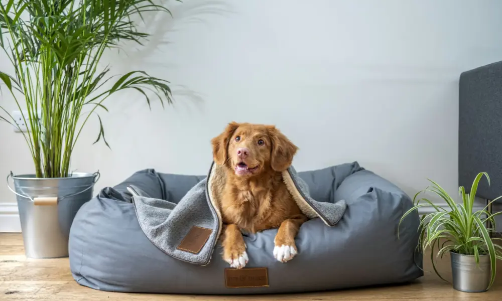a dog in sofa - Sabervet ITGen canine giardia test