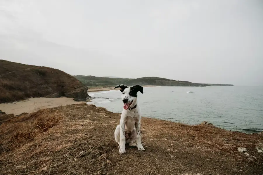 a dog sat on beach - Sabervet ITGen canine giardia test