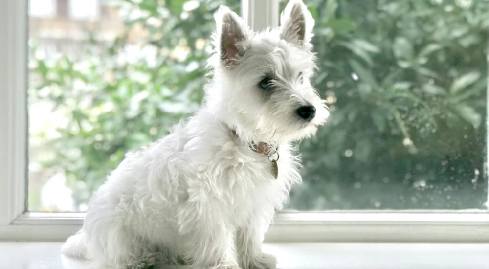 a white dog - Sabervet ITGen canine giardia test