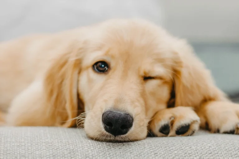 What Is Giardia and How Does It Affect Pets?
