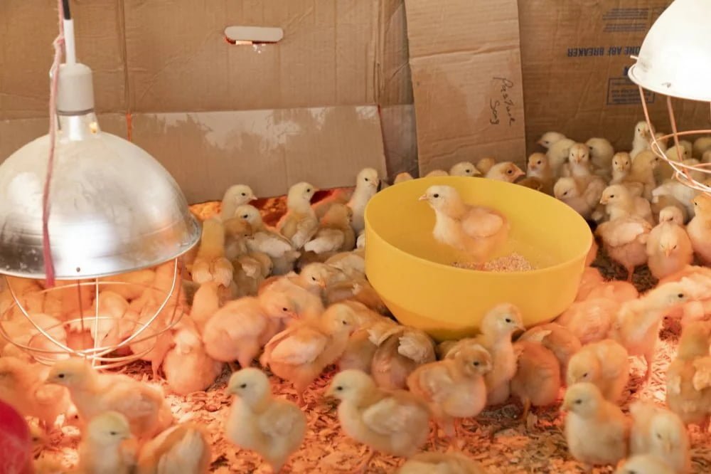 chicks