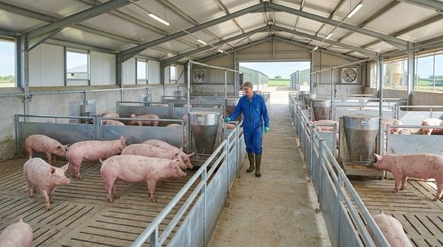 Recent Advances in the Diagnosis of Classical Swine Fever and Future Perspectives