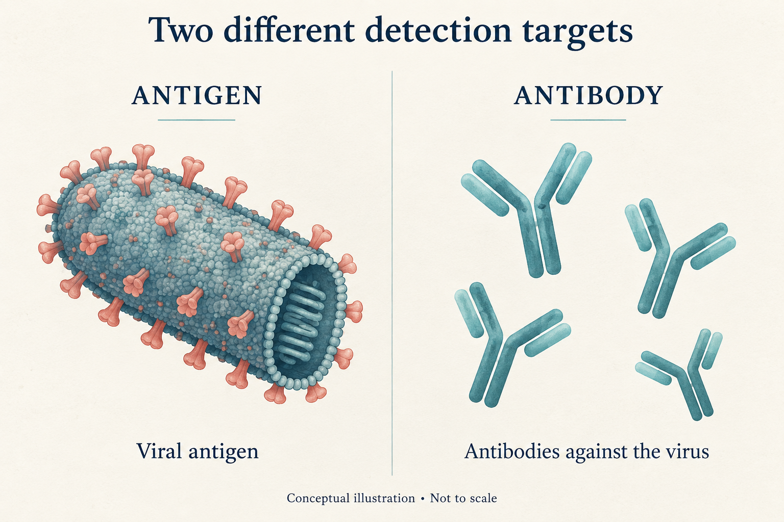 Conceptual illustration comparing viral antigen with antibodies against the virus; not to scale.